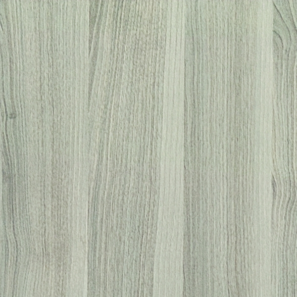 Acacia Argintiu